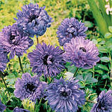 Анемона махрова Lord Lieutenant (Лорд Фокс), цибулини, фото 2