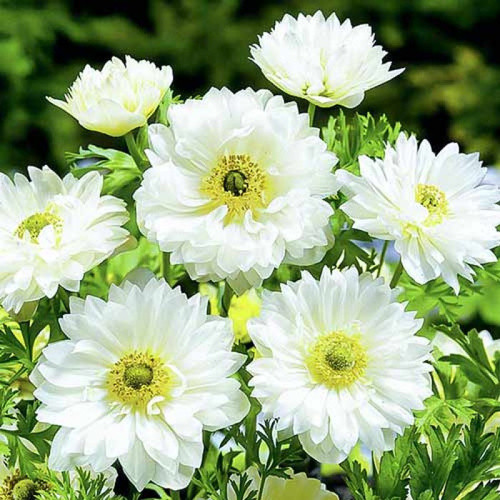 Анемона махрова Mount Everest, цибулини дрібні, фото 1