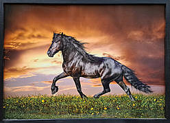 Фотокартина в дерев'яній рамі Horse 1 50х70 см POS-5070-271
