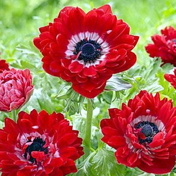 Анемона махрова The Governor, цибулини дрібні, фото 1