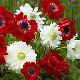 Анемона махрова The Governor, цибулини дрібні, фото 3