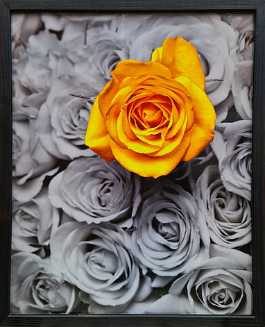 Фотокартина у дерев'яній рамі Rose 4 40х50 см POS-4050-205, фото 1