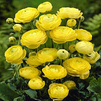 Лютик махровий жовтий, полуни-луковиці