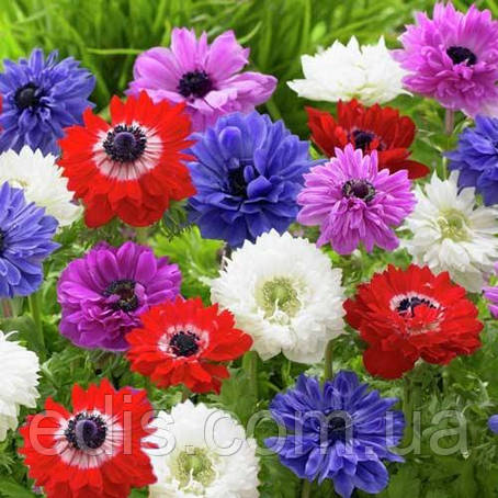 Анемона корончаста суміш 5 бульб/уп., фото 1