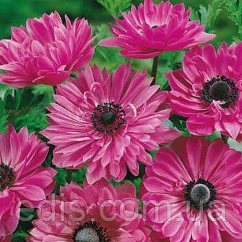 Анемона корончаста махрова The Admiral (Адмірал) 5 бульб/уп.