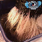 20 г Мікориза гранульована - Plant Success Great White Granular One - виробництва США, фото 4