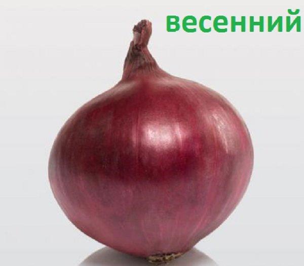 Цибулю - сіянку озимий Ред Кармен (Red Karmen)(Snowball) Голландія, 1кг