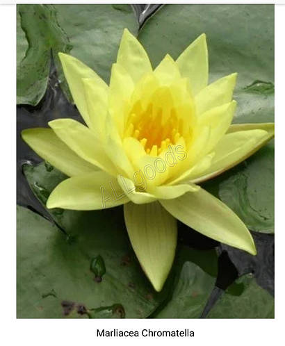 Семена водяной лилии (кувшинки, лотоса) 1шт, цена 10 грн — Prom.ua (ID ...