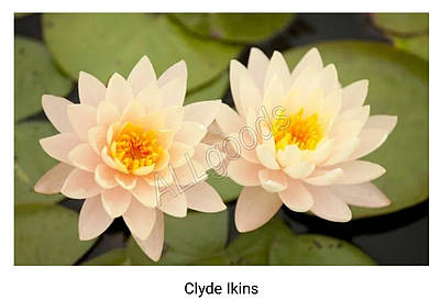 Семена лотоса - купить недорого на Prom.ua: цены, акции и отзывы ...