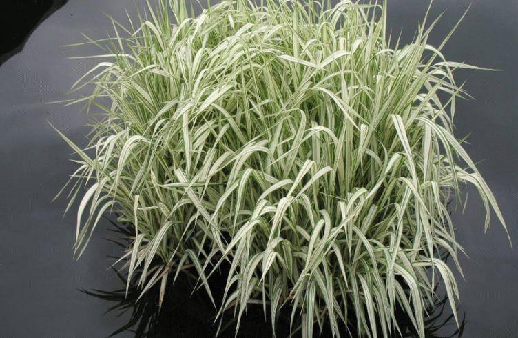 МАННИК ВАРІЄГАТА (дорослий кущ з голим корінням), фото 1