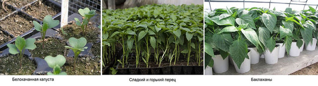 Розсада в теплиці Як посадити розсаду