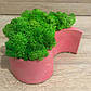 Кашпо зі стабілізованим мохом M@M Еко Декор Рожеве (024mm p), фото 3