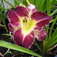 Лілейник Storm Of The Century кореневище