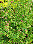 Сніжник Шено, Symphoricarpos x chenaultii, фото 7