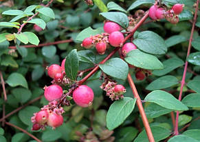 Сніжник Шено, Symphoricarpos x chenaultii