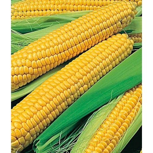 Насіння кукурудза Делікатесна 20г