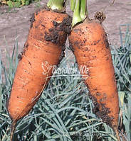 Семена моркови Шантане (500 г) Clause