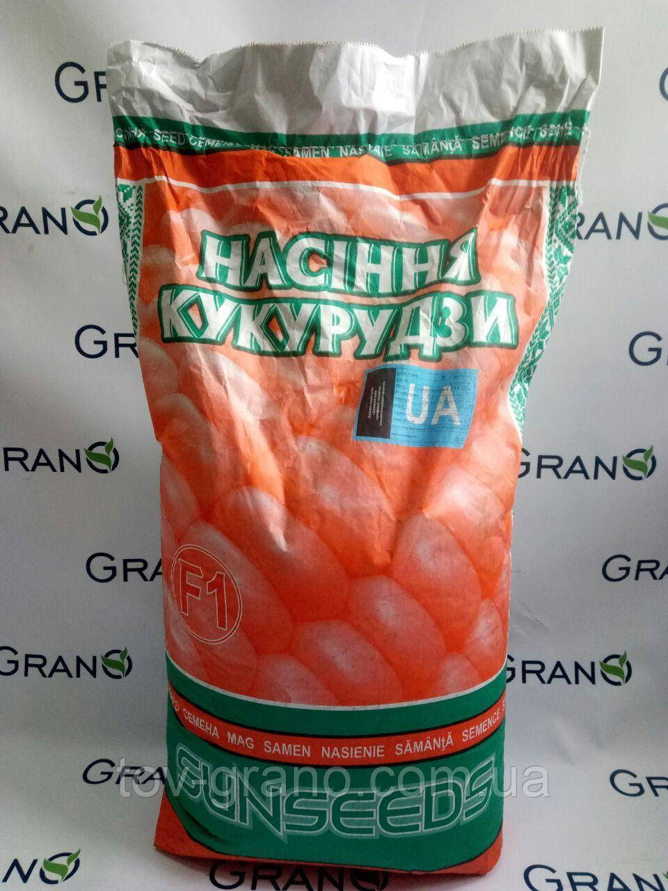 Насіння кукурудзи Ярівець 243 МВ ФАО — 240, фото 1