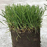 Рулонний газон