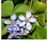 Ефірна олія гваякового дерева 1 кг, фото 2