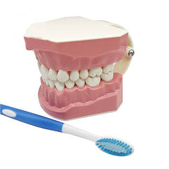 Модель для демонстрації гігієни зубів