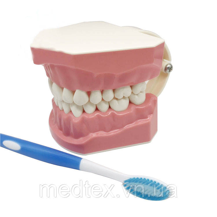 Модель для демонстрации гигиены зубов - фото 1 - id-p1142662544