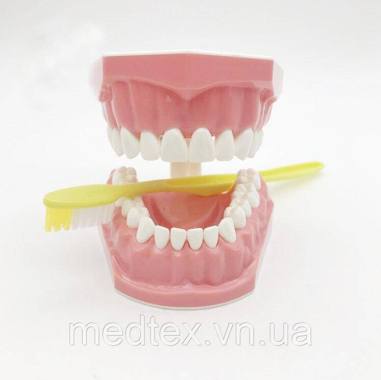 Модель для демонстрации гигиены зубов - фото 3 - id-p1142662544