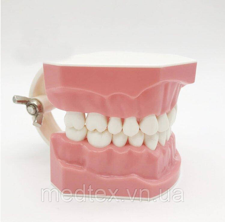 Модель для демонстрации гигиены зубов - фото 5 - id-p1142662544
