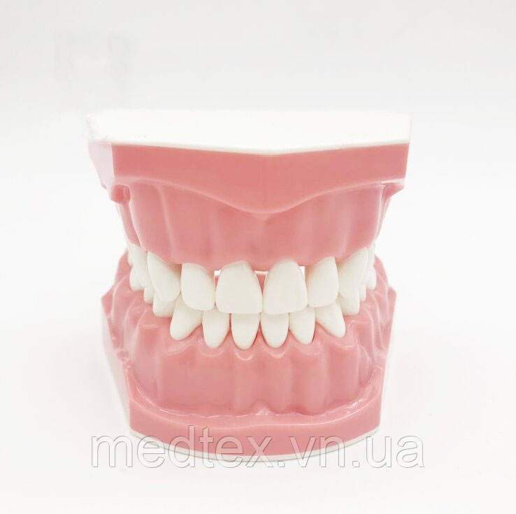 Модель для демонстрации гигиены зубов - фото 6 - id-p1142662544