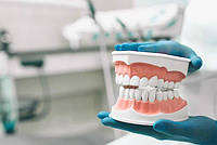 Учебная модель челюсти для стоматологов большая 3:1