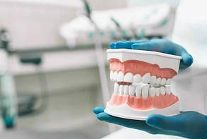 Навчальна модель щелепи для стоматологів велика 3:1