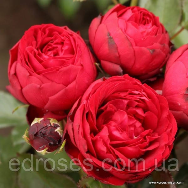 Тіль Уленшпігель ( Till Eulenspiegel ), фото 1