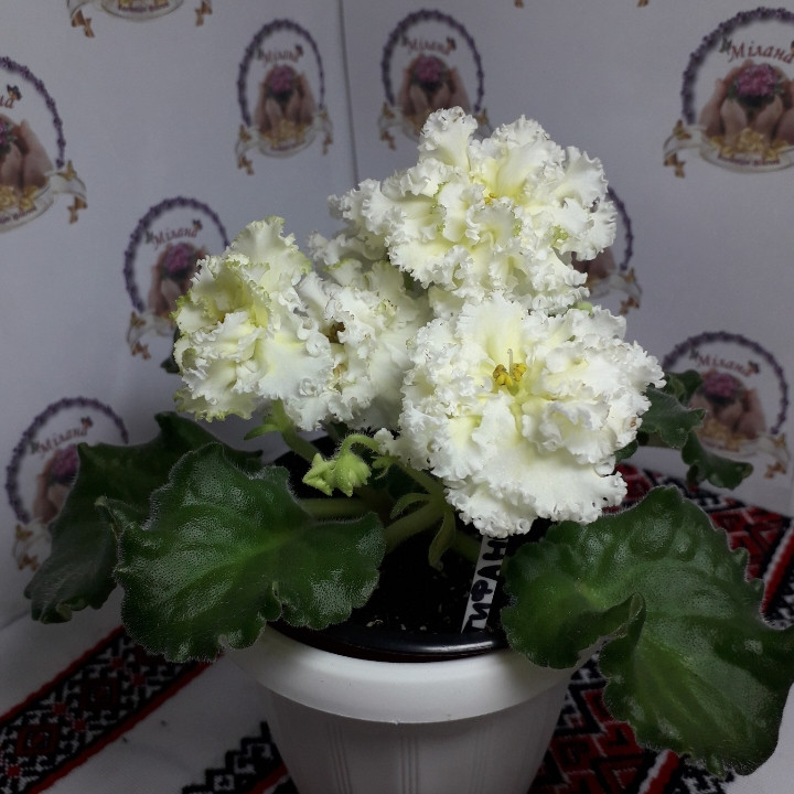 Фиалка бриллиант тиффани фото - 2000foto.ru