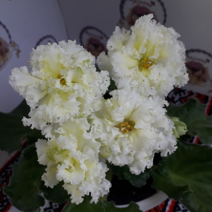 Pin on Комнатные растения in 2025 African violets, Saintpaulia, Rose painting