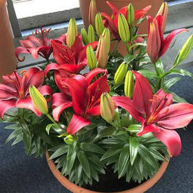 Лілії горщикова Salinero 12/14