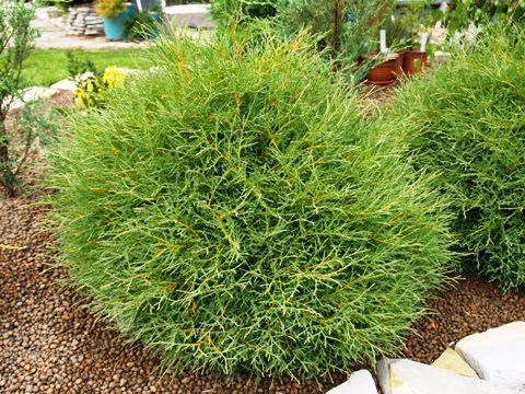 Туя західна Містер Боулінг Бол, Thuja occidentalis Mr. Bowling Ball, фото 1