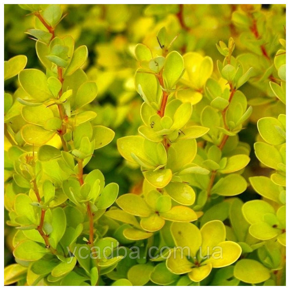 Барбарис тумберга Ауреа (горщик 0,5л), фото 1