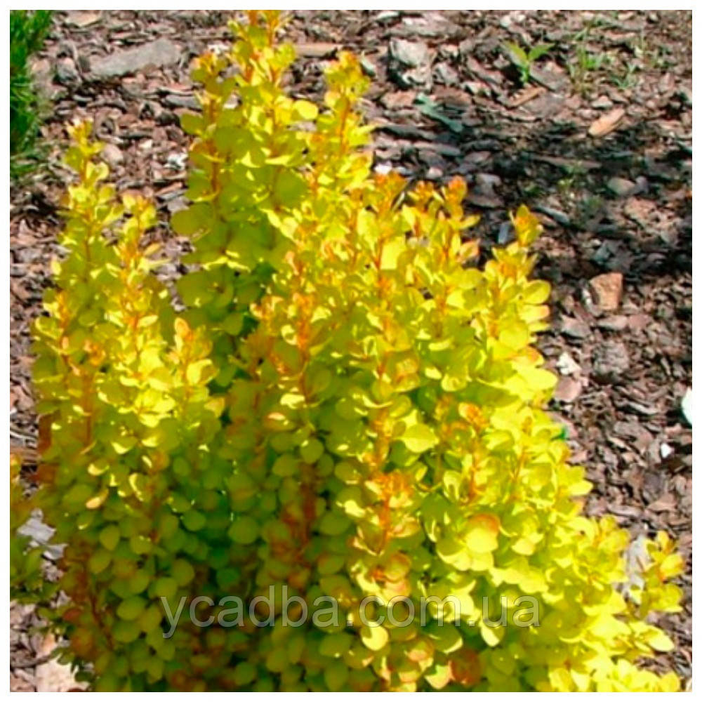 Барбарис Марія (горшик 1,5л), фото 1