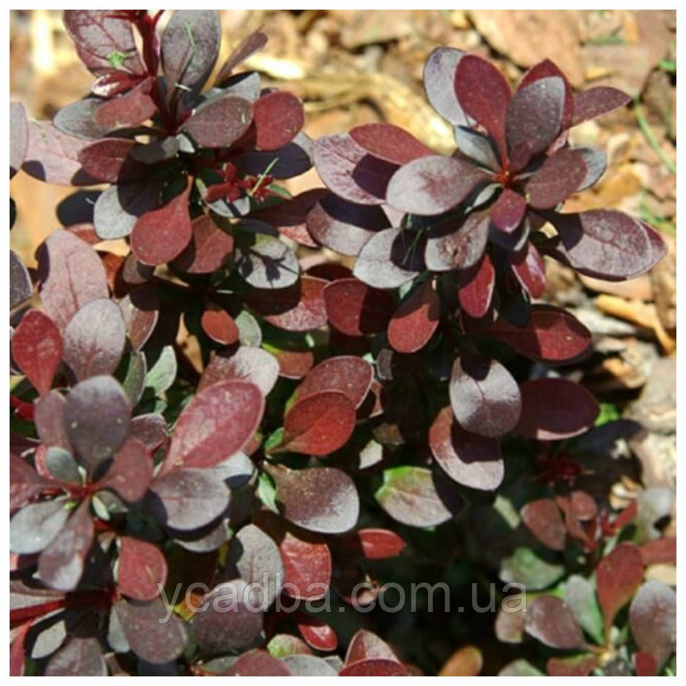 Барбарис тунберга Шоколад Саммер (горщик 0,5 л), фото 1