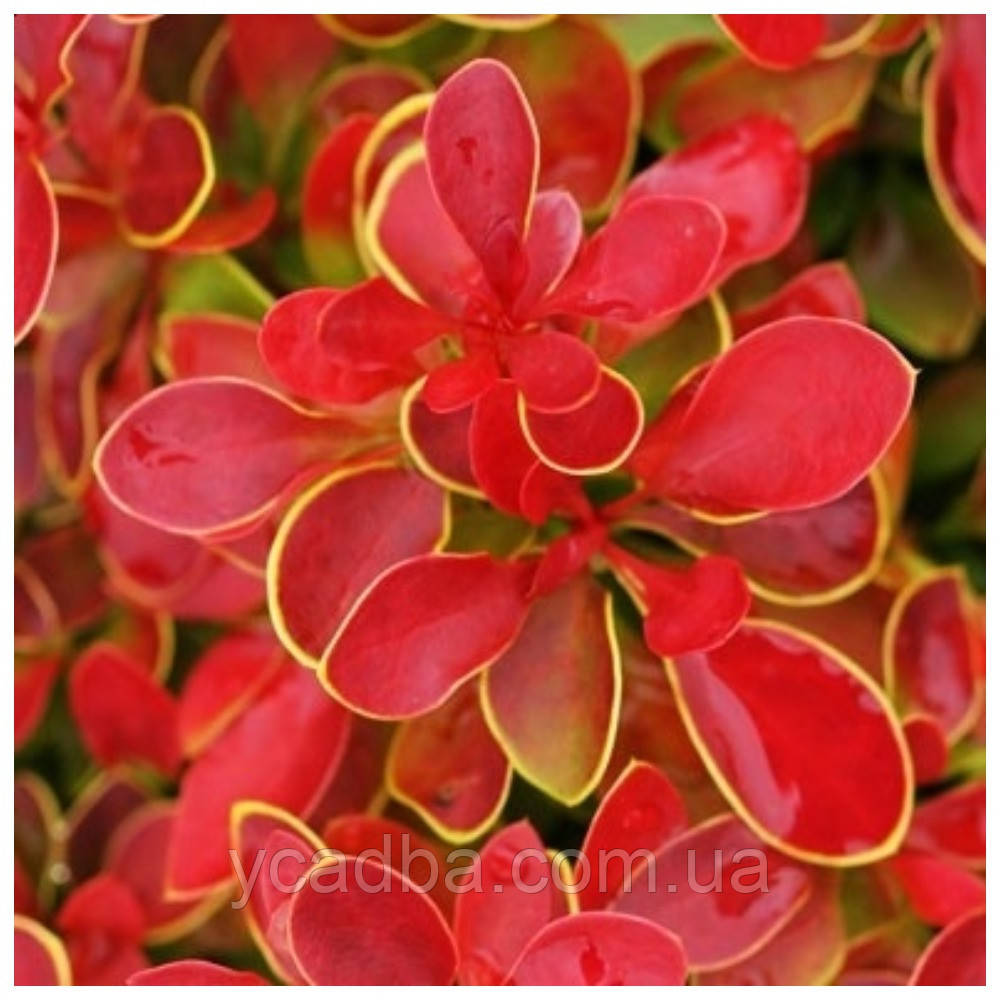 Барбарис тунберга Корал (горшик 3 л), фото 1