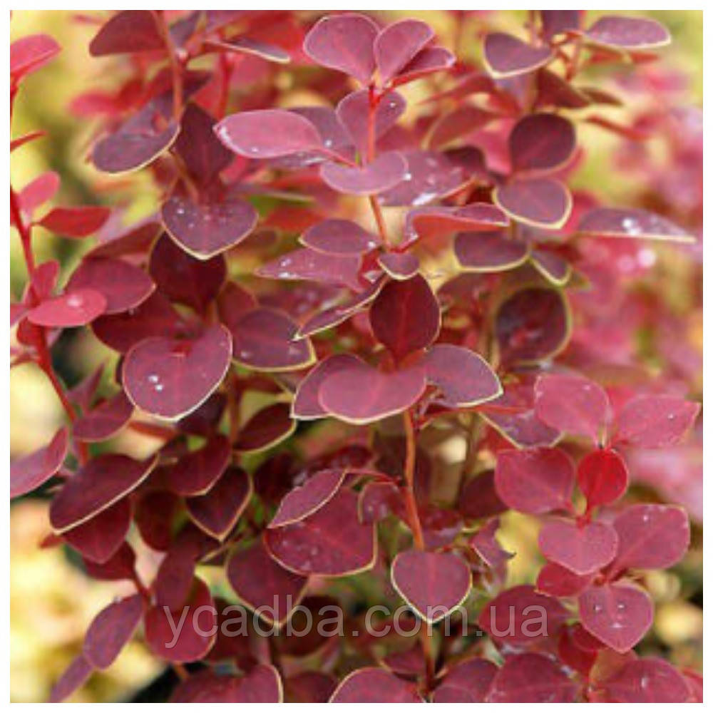 Барбарис тунберга Чикіта (горшик 0,5л), фото 1