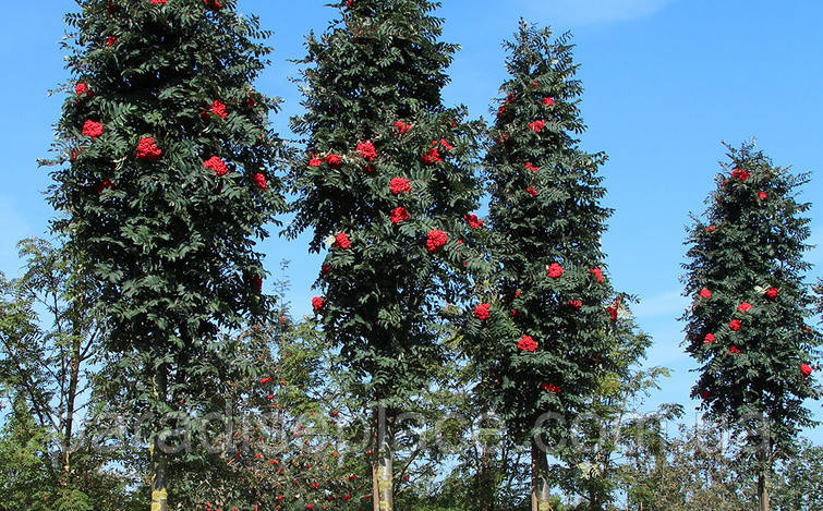Купити Горобина звичайна Фастігіата/ Sorbus aucuparia 'Fastigiata', С7 ...