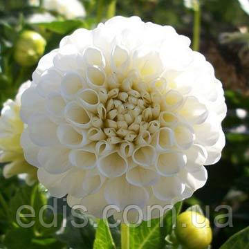 Жоржина Помпонная White Aster, фото 1