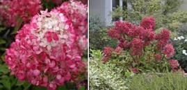 Гортензія метельчата Diamant Rouge 2 річна, Гортензія волотиста Даймонд Руж, Hydrangea paniculata Renhy, фото 4