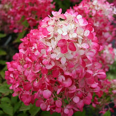 Гортензія метельчата Diamant Rouge 2 річна, Гортензія волотиста Даймонд Руж, Hydrangea paniculata Renhy, фото 3