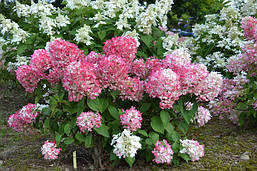 Гортензія метельчата Diamant Rouge 2 річна, Гортензія волотиста Даймонд Руж, Hydrangea paniculata Renhy, фото 5