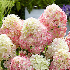 Гортензія метельчата Diamant Rouge 2 річна, Гортензія волотиста Даймонд Руж, Hydrangea paniculata Renhy, фото 6