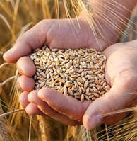 Американські вчені виявили у диких сортах пшениці ген стійкості до посухи.