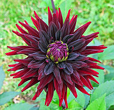 Жоржина кактусова Black Wizard