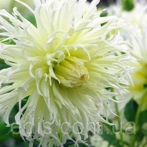 Жоржина Фимбриата Tsuku-Yori-No-Shisha